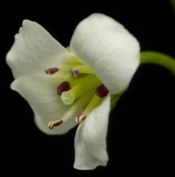 Cardamine dactyloides. Flower.
 Image: P.B. Heenan © Landcare Research 2019 CC BY 3.0 NZ